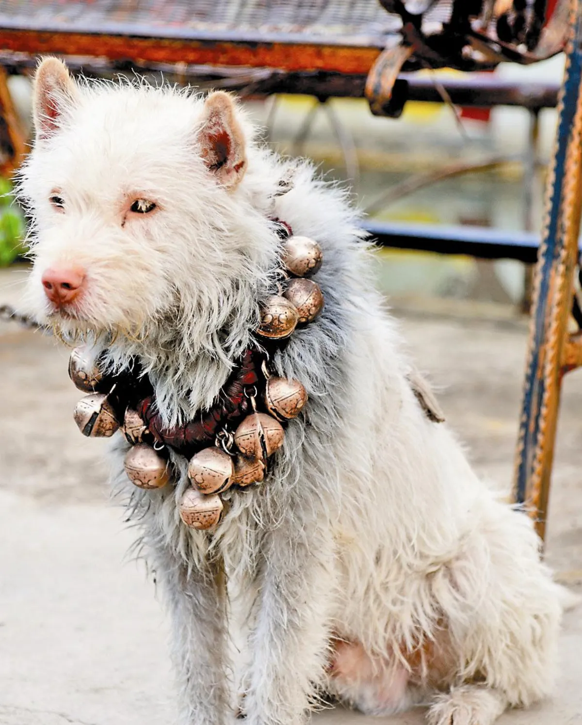 下司犬 全能的狩獵大師