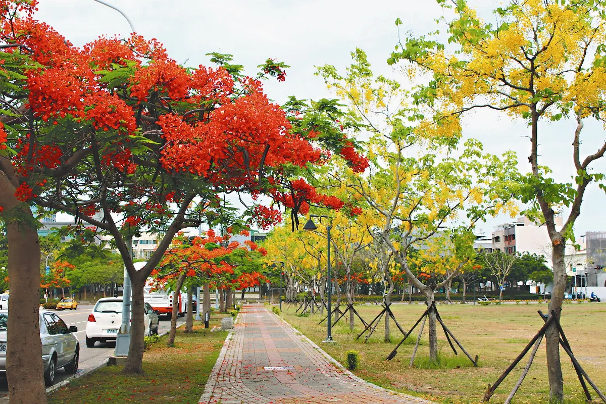 缺水 鳳凰木搶開花