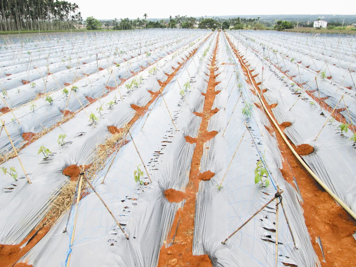 生活快門 山藥灰衣裳