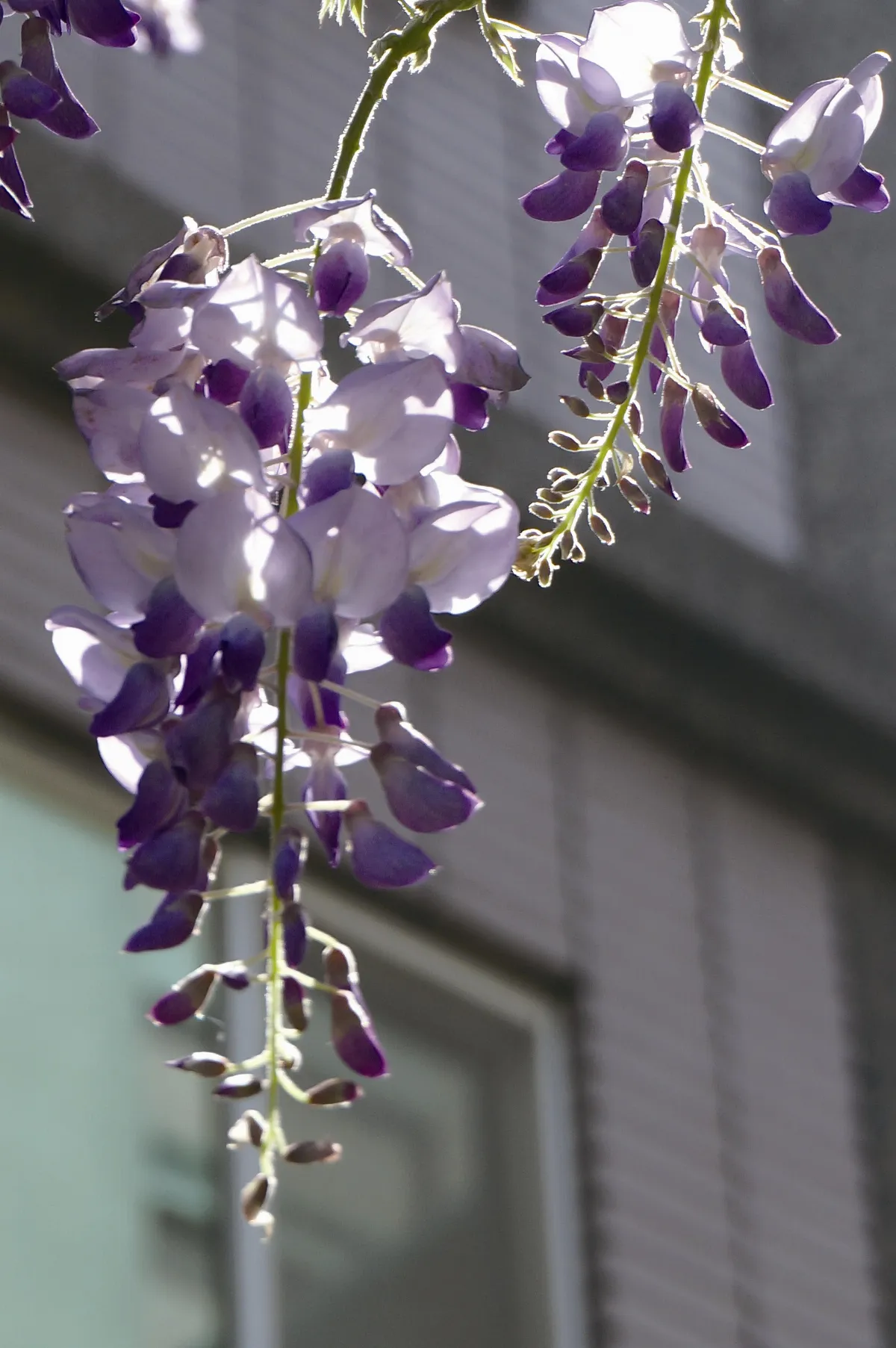 主婦小風景 花季在周遭