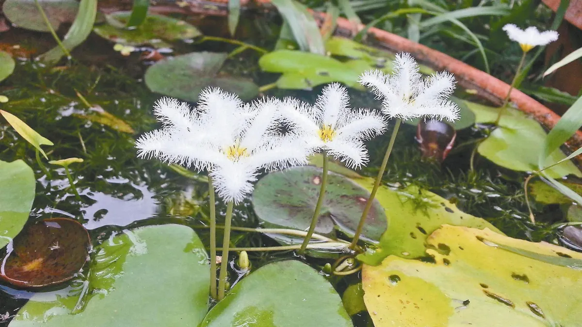 【人間植物禪】 為了一見陽光