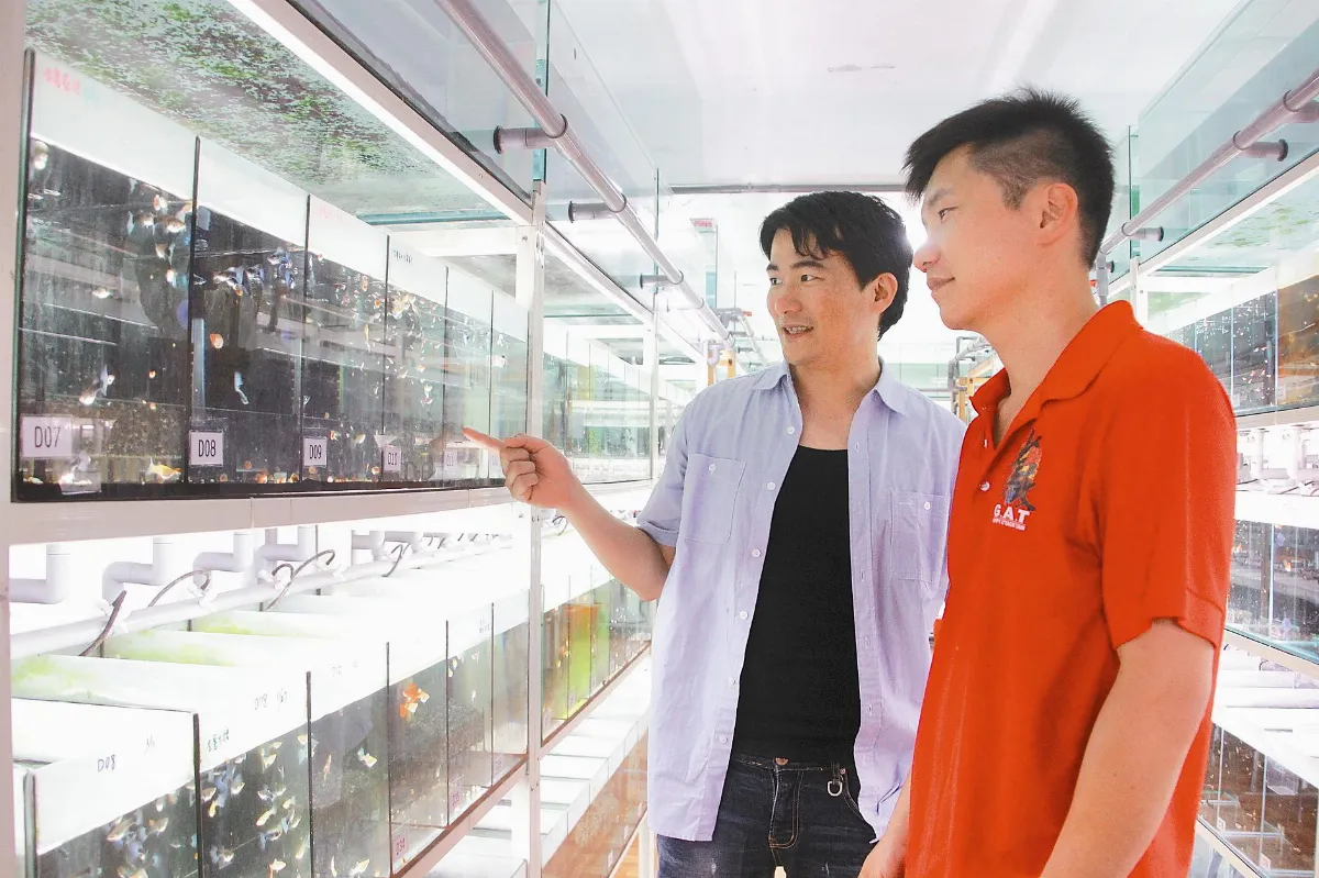 國小師愛魚成痴 養出世界冠軍魚