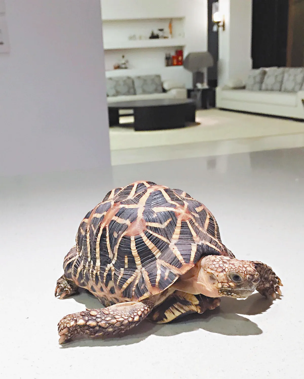 育龜方舟 台灣啟航