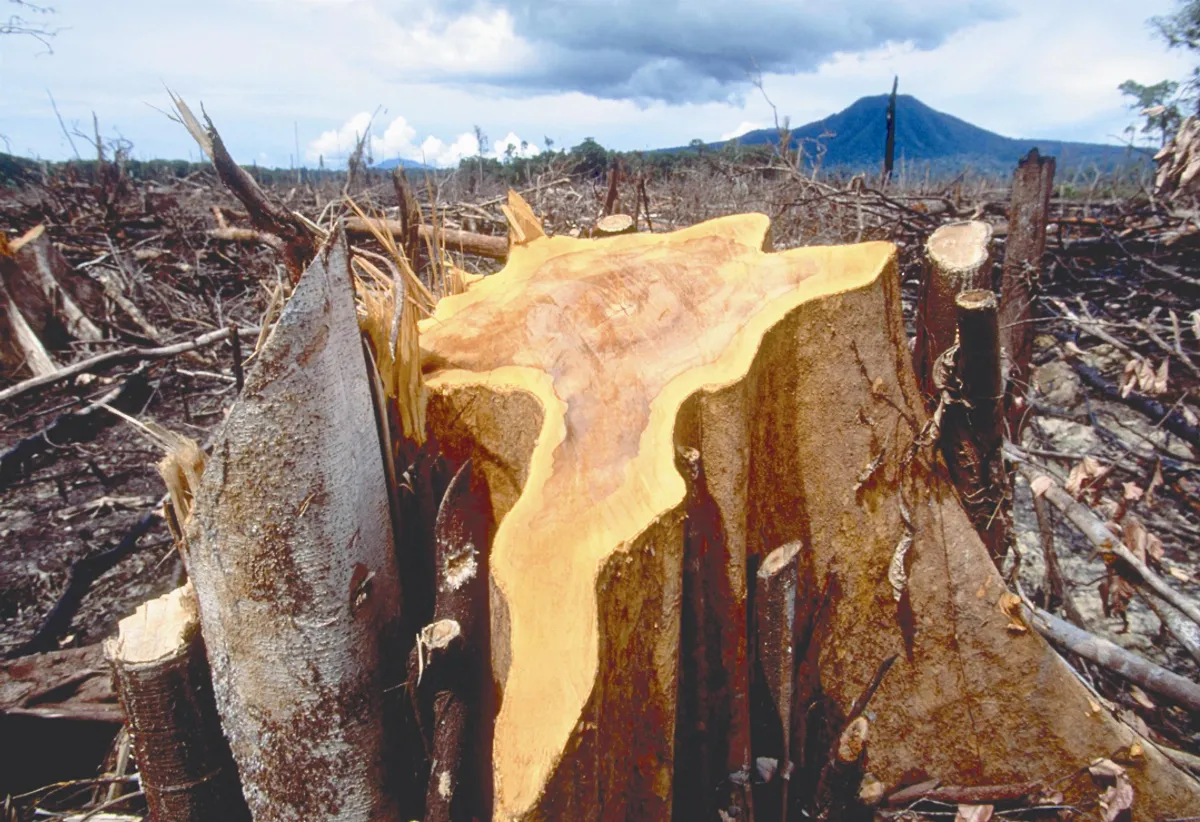 紙業龍頭 終止伐林