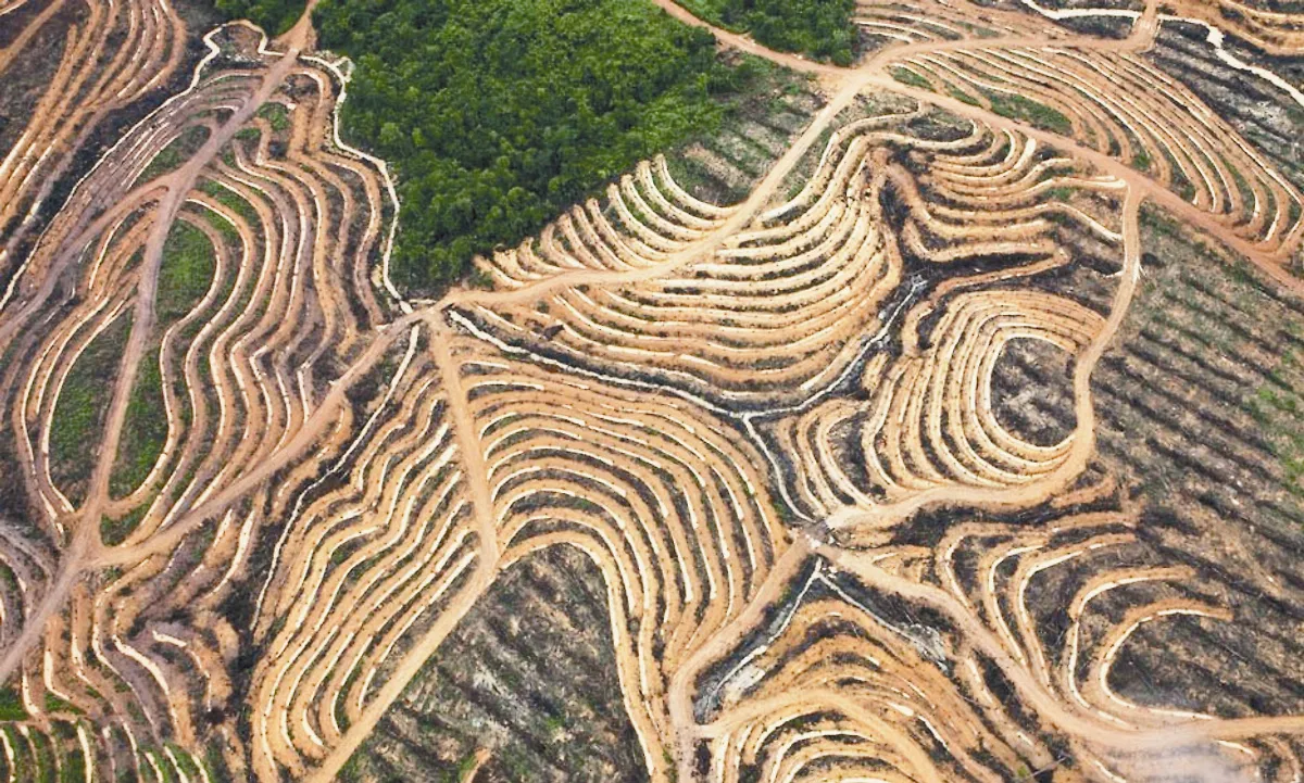 紙業龍頭 終止伐林