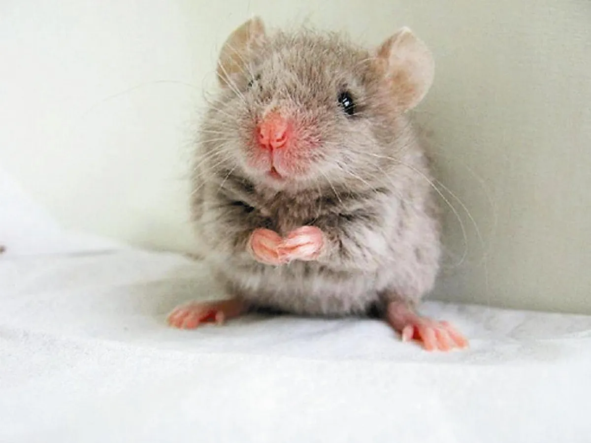 The Mouse Bride 老鼠新娘