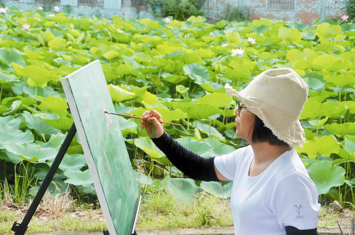 白河蓮花 怒放迎客