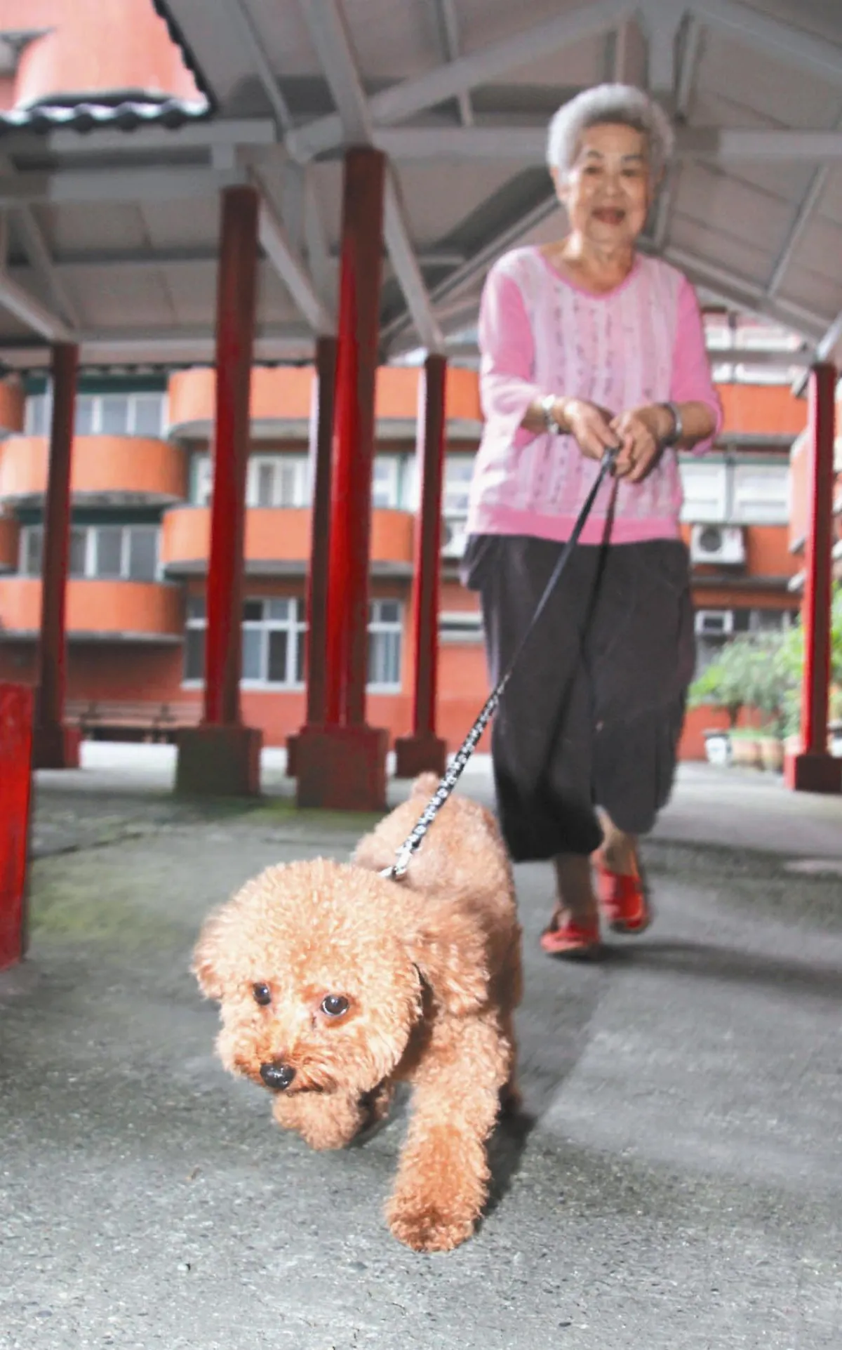 超萌貴賓犬豆豆 療癒老人心