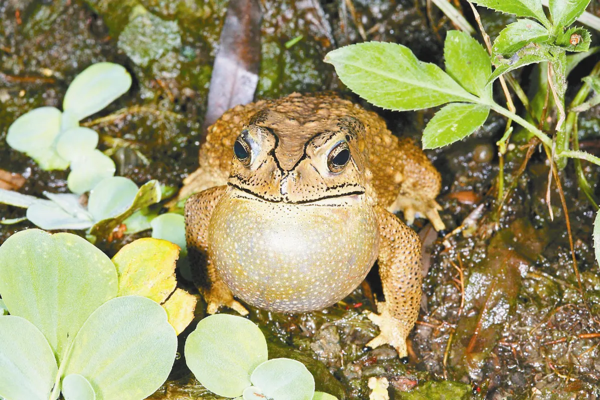 奇妙生物 大雨嘩啦嘩啦下 蟾蜍循蟲來屋下