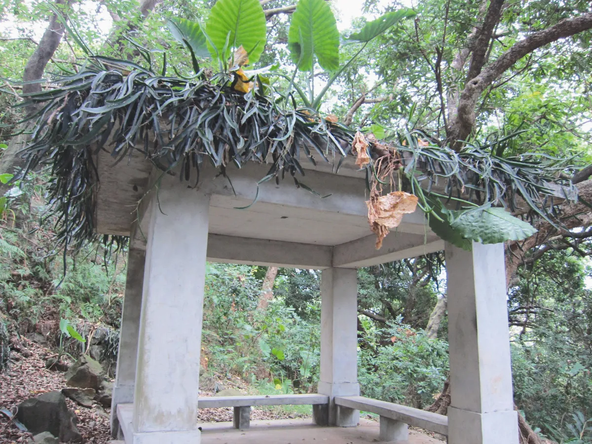 【人間植物禪】 種不死的植物