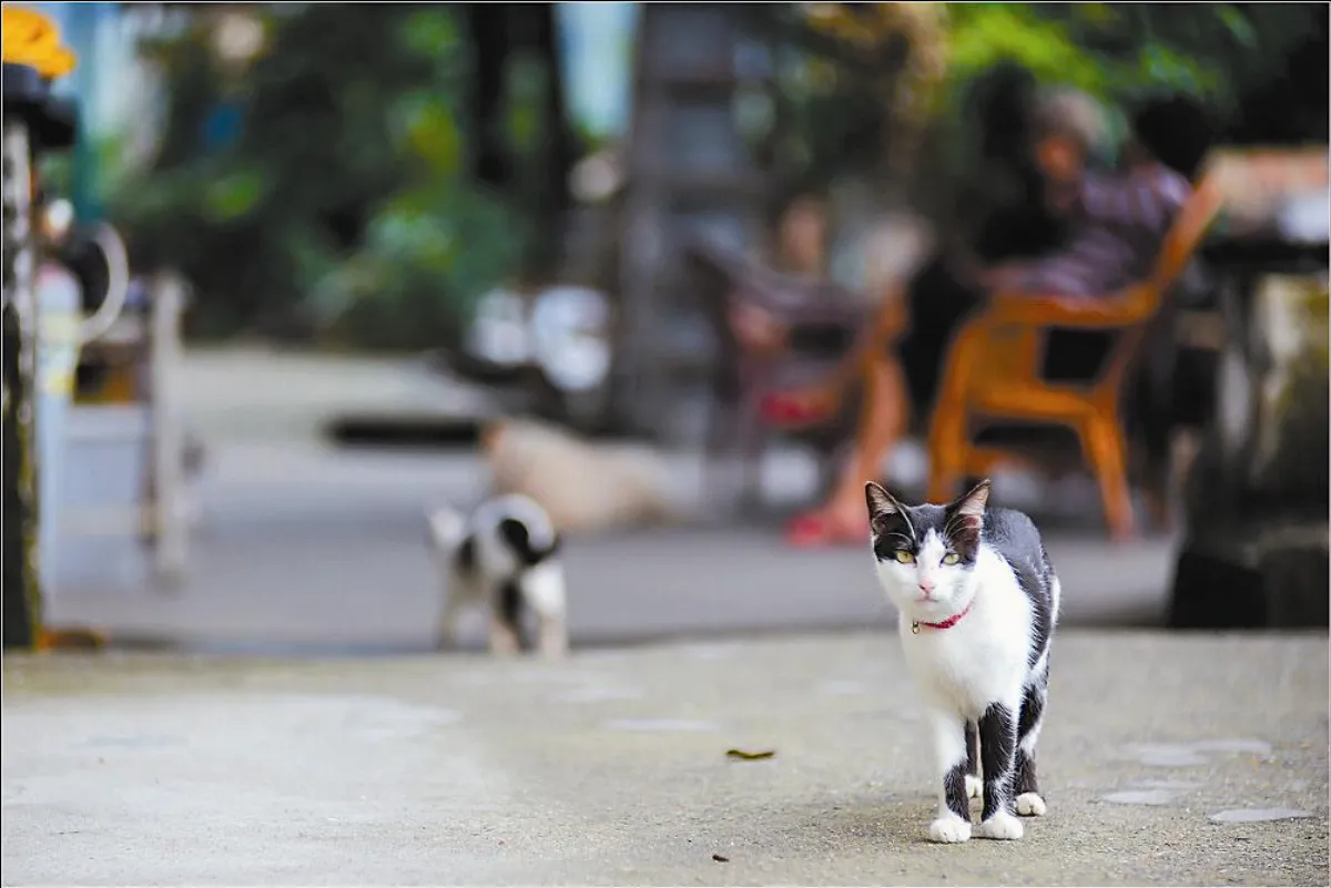 【環保最前線】猴硐貓村民 全面絕育