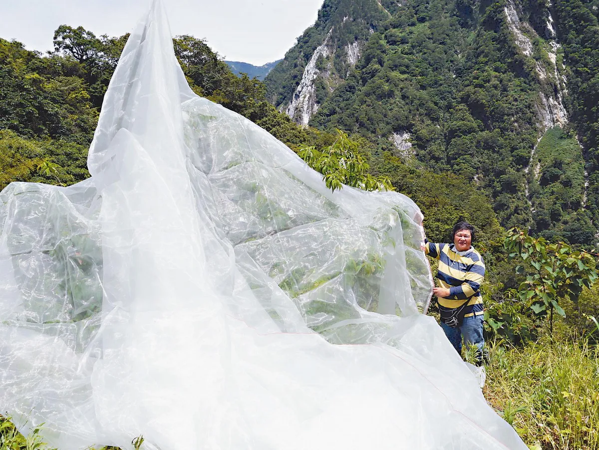 防猴子搶婚 桃樹披婚紗