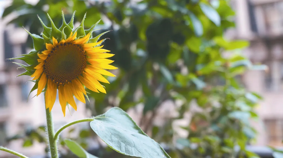 藍山炊煙 小小葵花苗