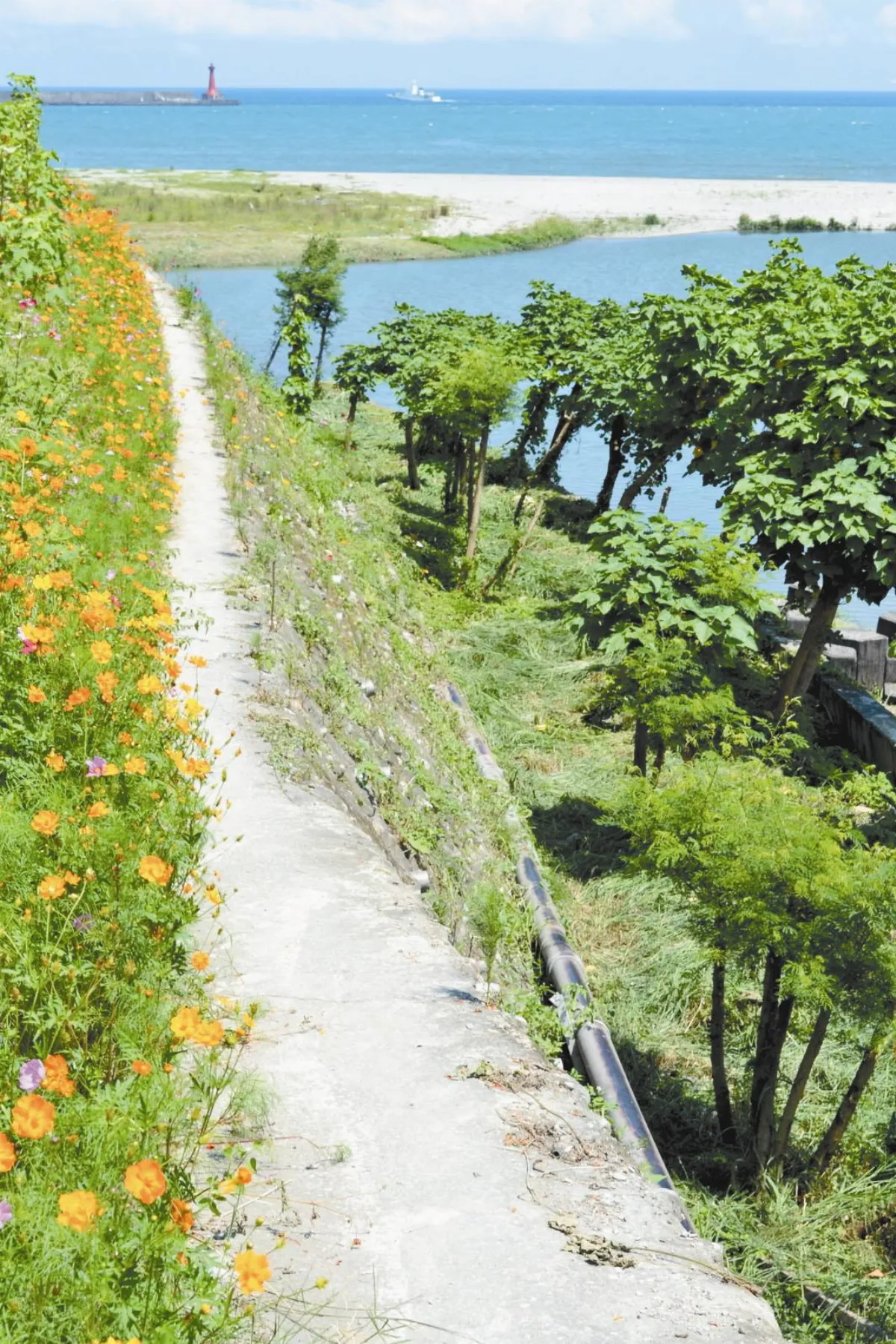 7-8月主題徵文 那年夏天 生活交響曲