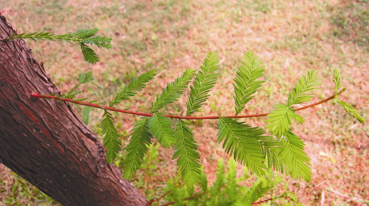 【人間植物禪】 善待無言的土地