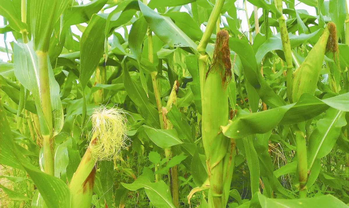 【人間植物禪】 善待無言的土地
