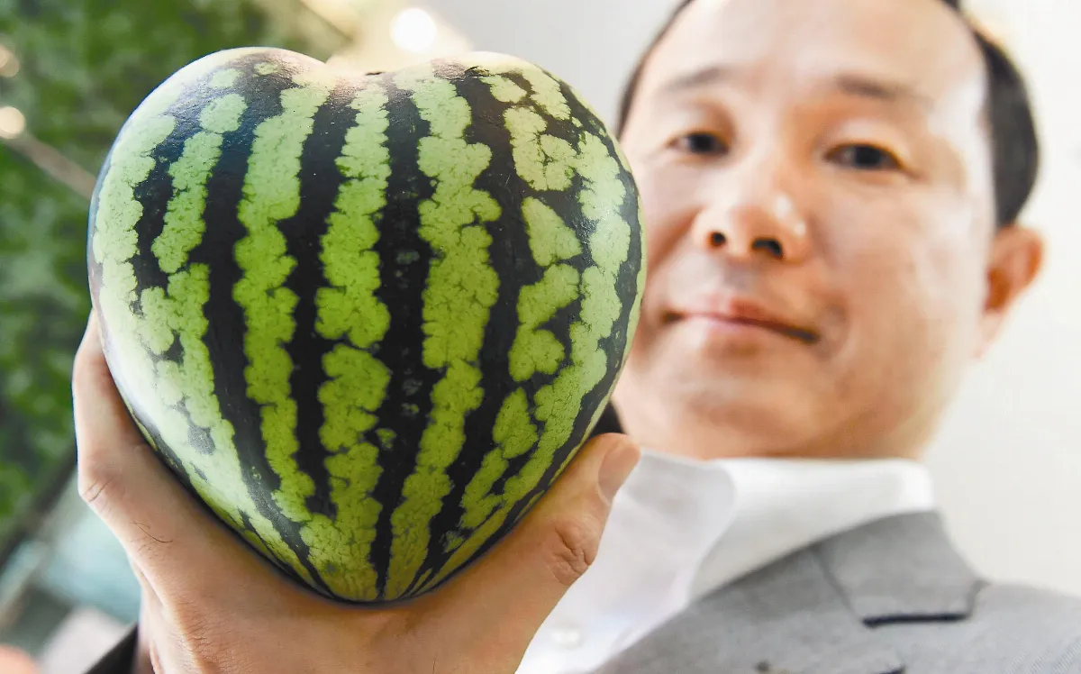 日本人傳統上每年都會向客戶、親戚送禮，禮品選項包括昂貴的水果。今年夏天又多了一種能讓荷包乾扁的商品，那就是心形西瓜。一顆如嬰兒頭大小的方形西瓜就要價一萬二千九百六十日圓（約新台幣三千二百元）。但這種特殊形狀水果只能讓人一飽眼福，嚐起來沒有非常美味。圖／法新社