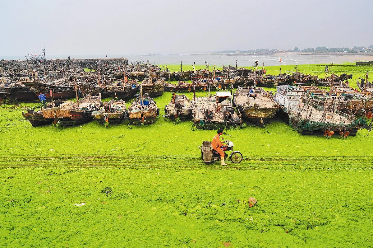 滸苔來了 青島綠油油