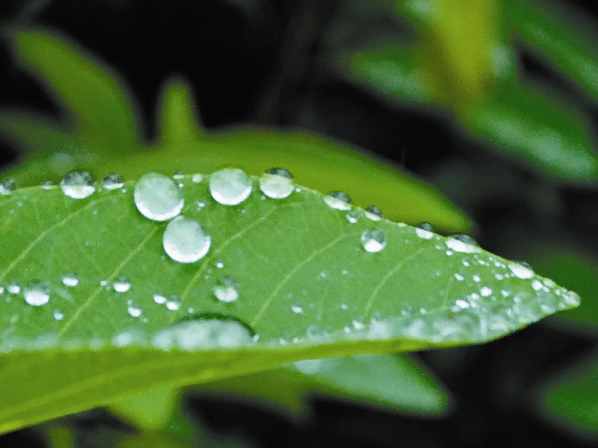 【人間植物禪】 葉面上的水珠