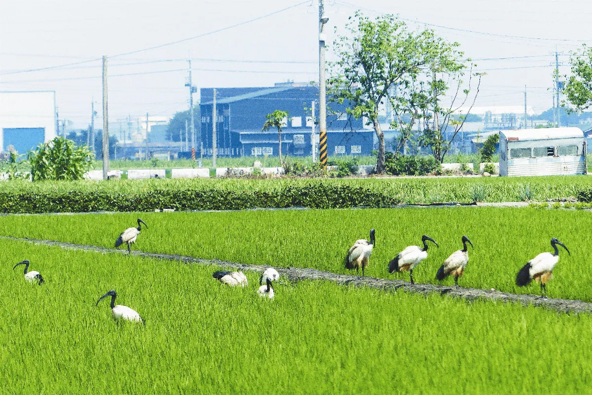 沒天敵 埃及聖鹮肆虐