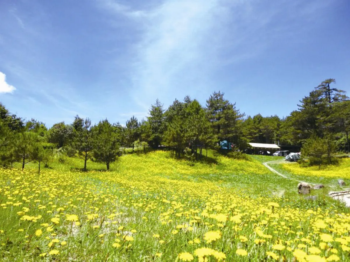 主婦小風景 想念貓耳菊