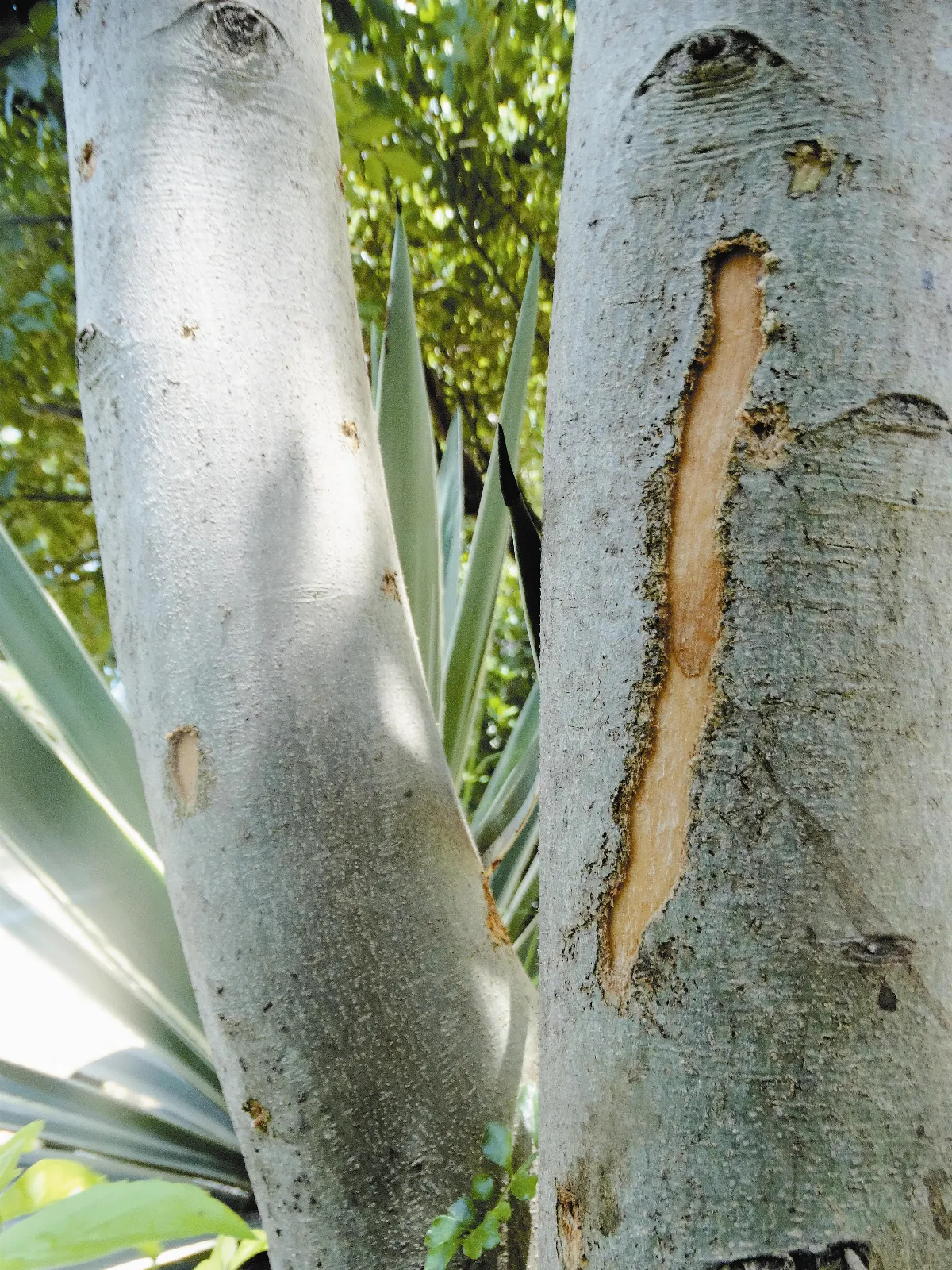 【人間植物禪】本能