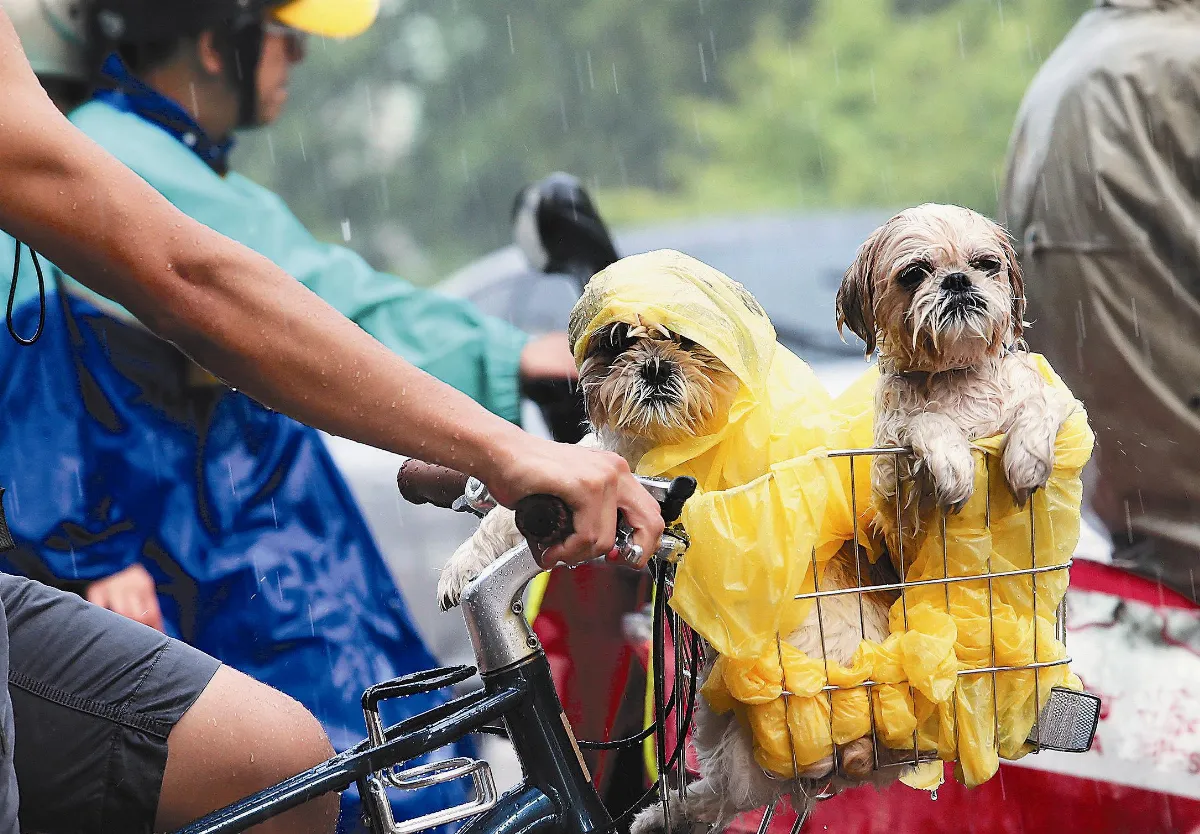 大雨淋溼 毛小孩：別再下了
