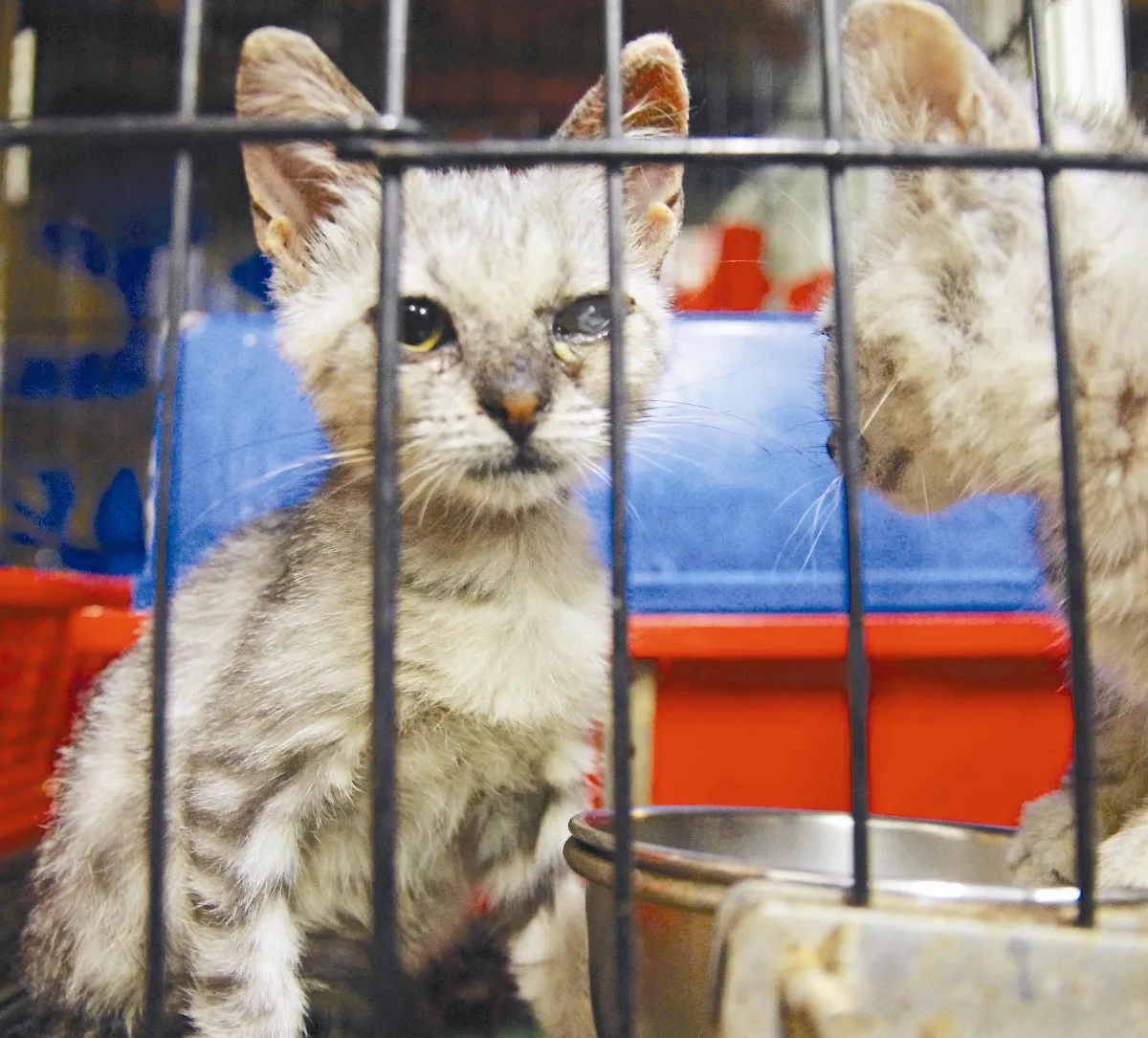 地獄繁殖場 220犬貓受虐