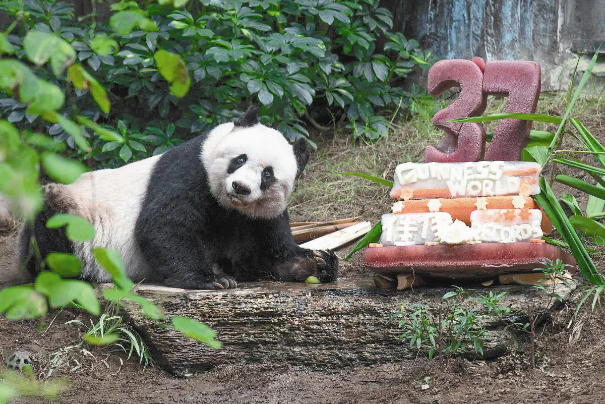 香港熊貓37大壽 世界最老熊瑞