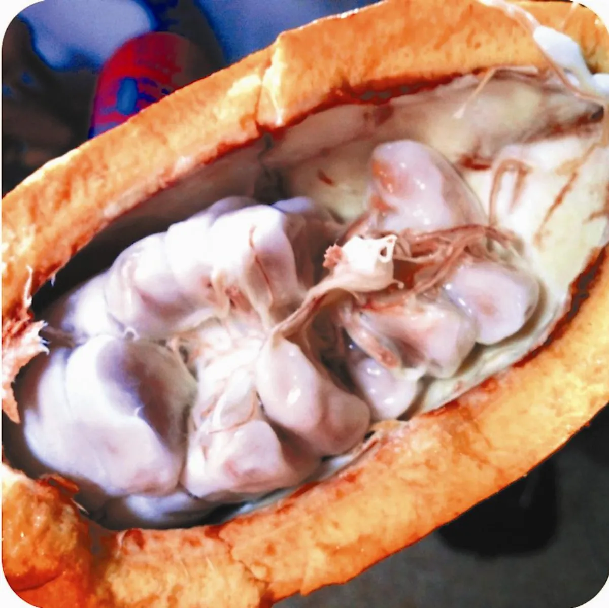 超級食物 可可與枸杞