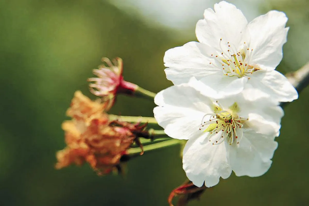 花開禪心   歸真