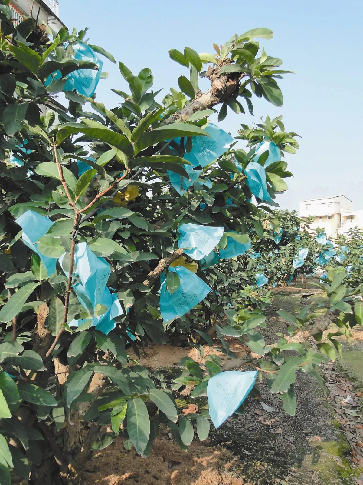 【人間植物禪】 有小窗的蓮霧