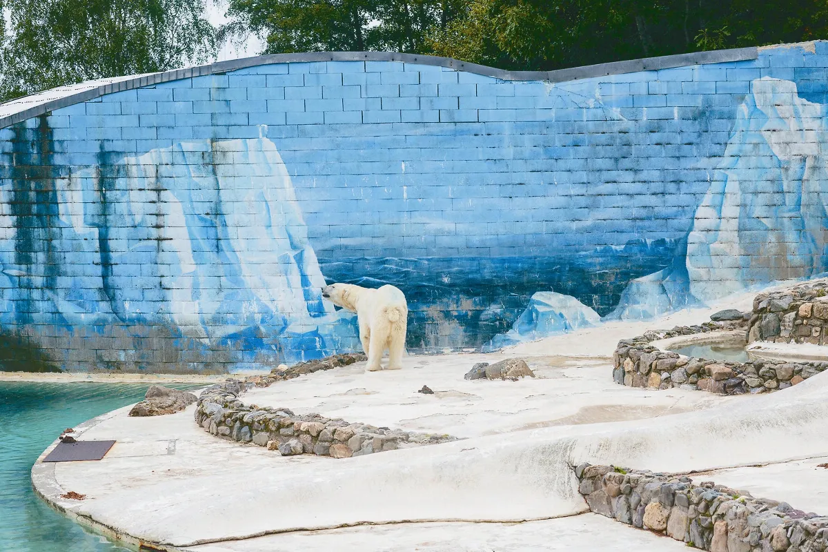 《白熊計畫》呈現圈養北極熊命運