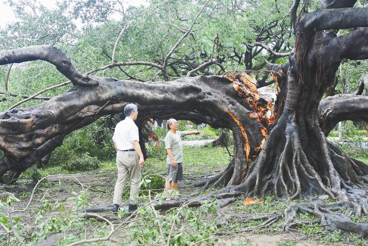 植穴小、選錯樹 颱風一來樹就倒