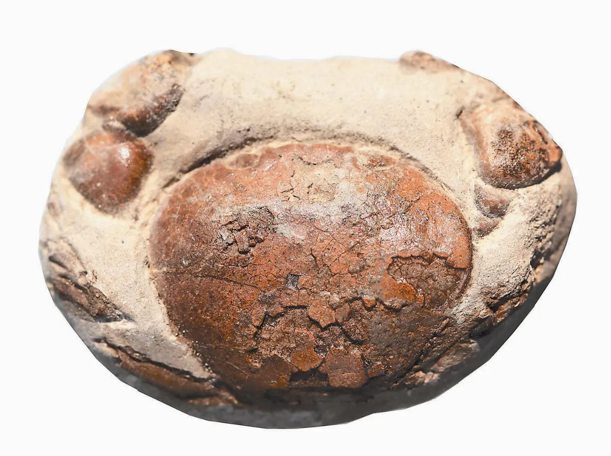 認識化石 蟹化石