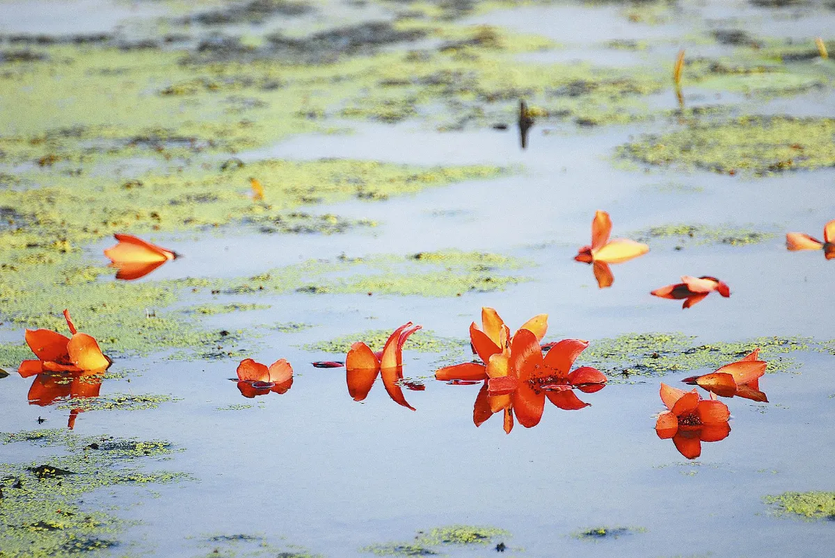 花開禪心  修行