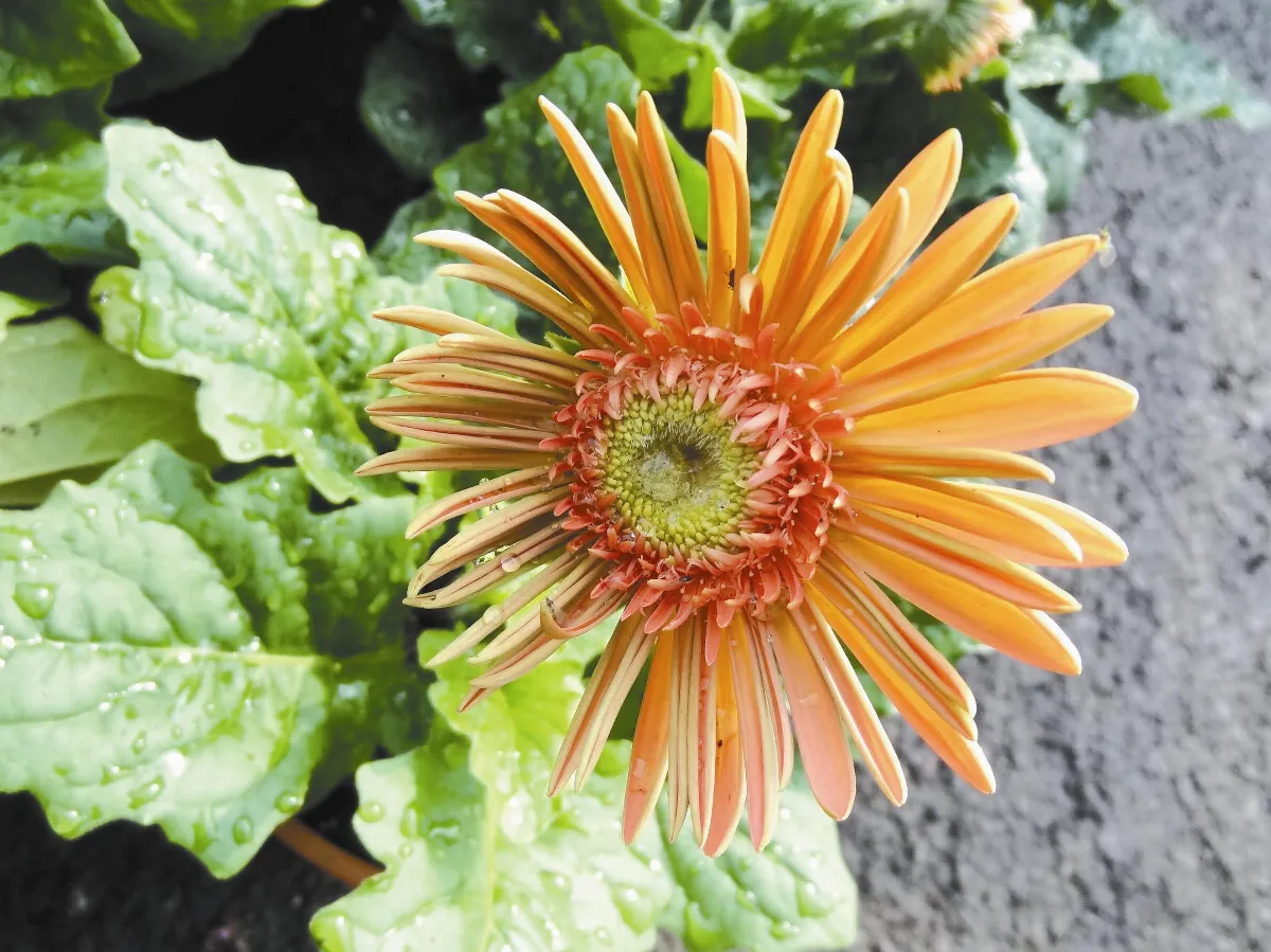 植物教室 適應力強的非洲菊