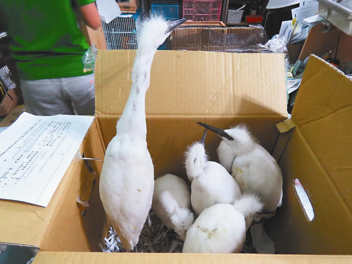颱風過後 傷鳥先帶回保溫