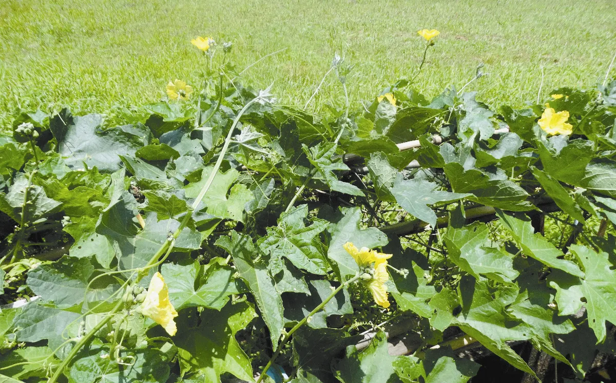 【人間植物禪】 慚愧行走田園間