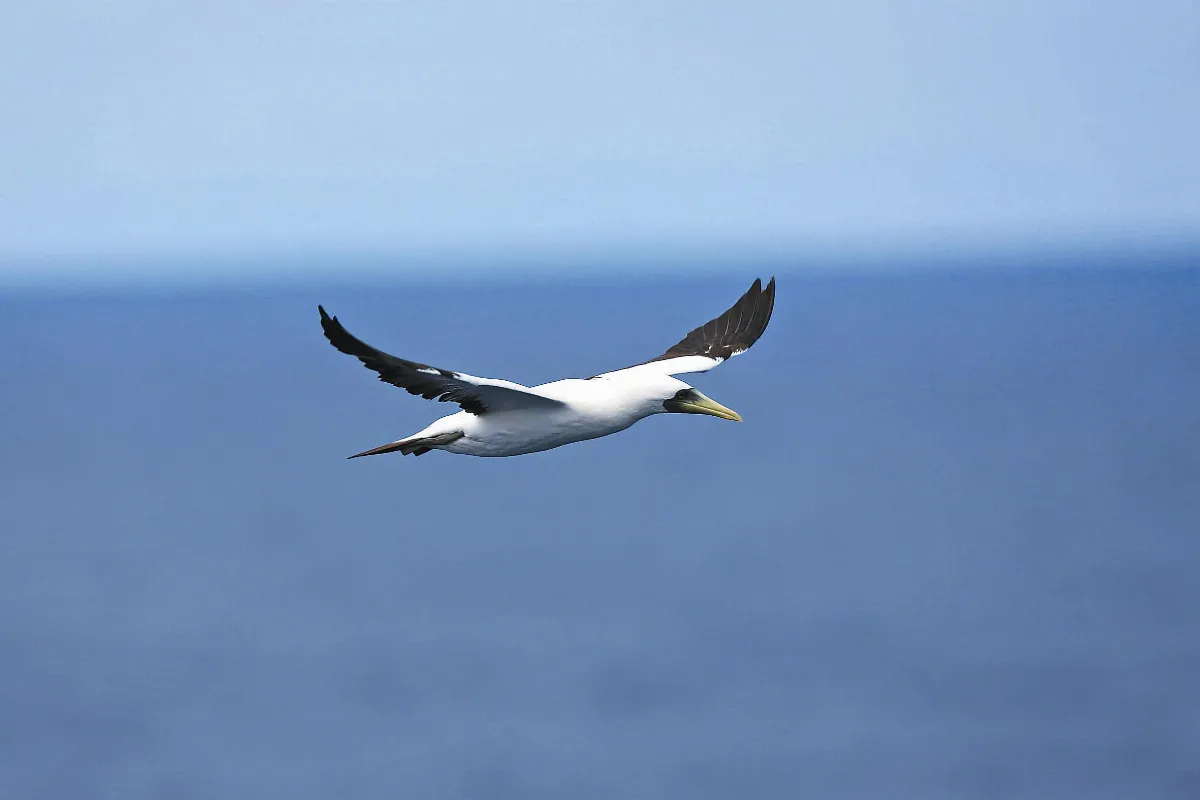 奇妙生物 鳥類的海軍──藍臉鰹鳥