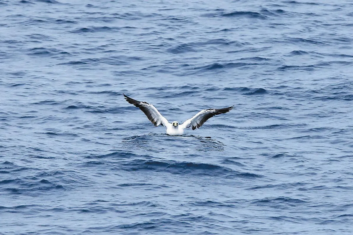 奇妙生物 鳥類的海軍──藍臉鰹鳥
