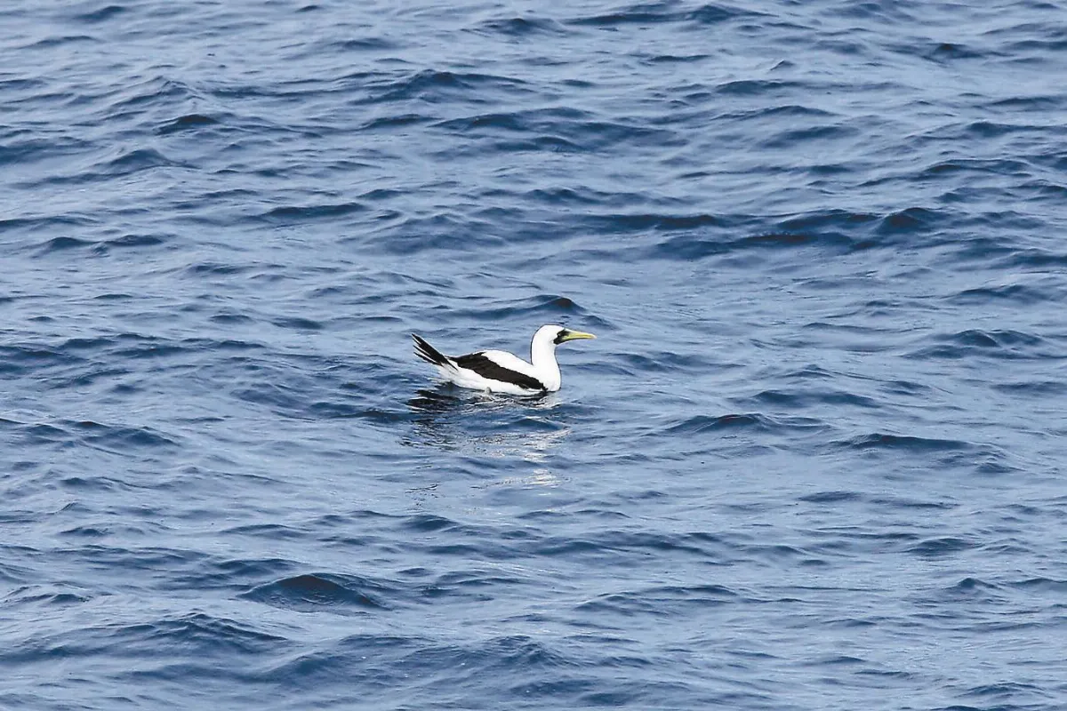 奇妙生物 鳥類的海軍──藍臉鰹鳥