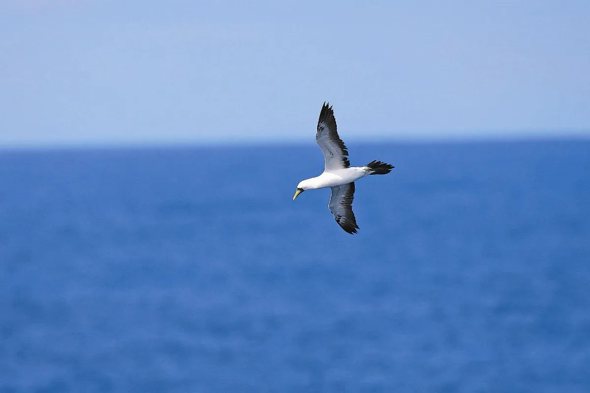 奇妙生物 鳥類的海軍──藍臉鰹鳥