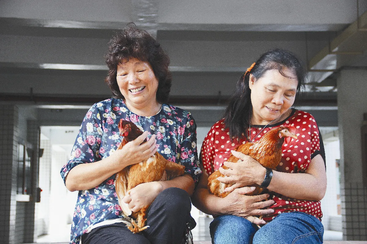 養雞當寶貝 長輩更樂活
