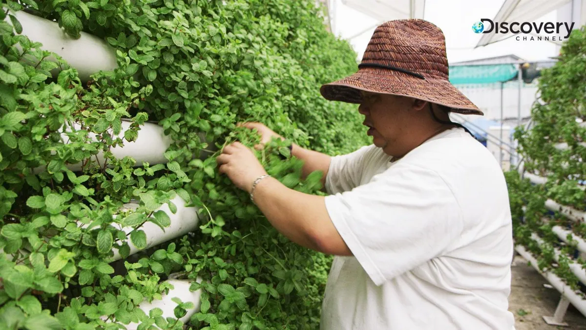 優質電視選 發現新加坡：都會農業