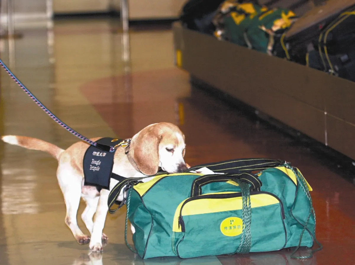 服務設限 檢疫犬爆退休潮