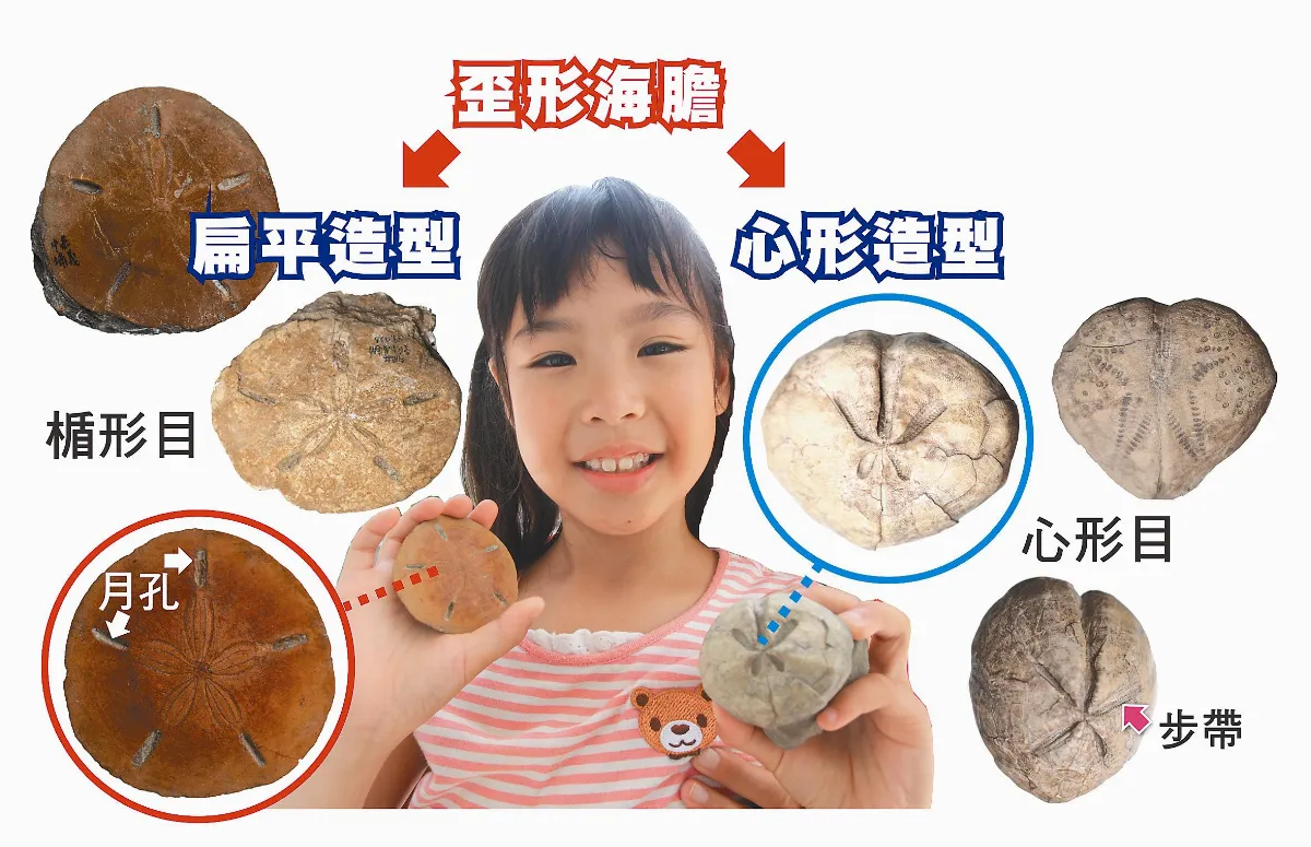認識化石 海膽化石
