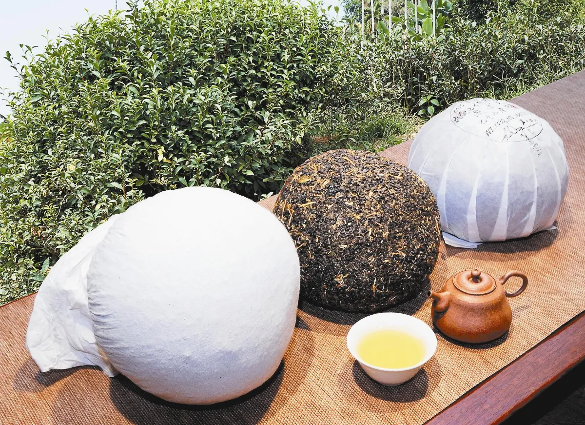 茶來茶去 看見台灣緊壓茶