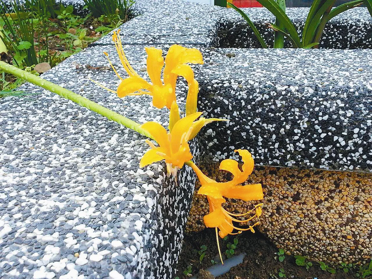 鼻頭國小 位在海蝕崖