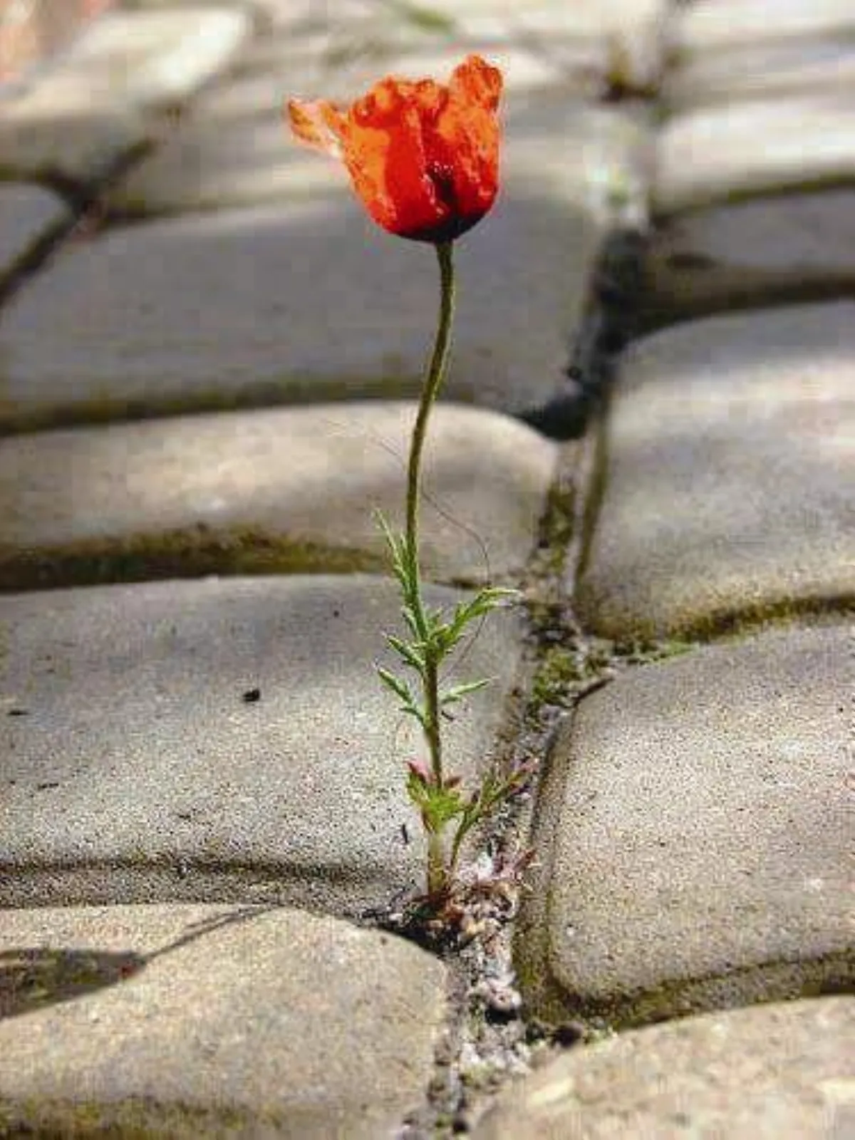 生活快門 一朵小花